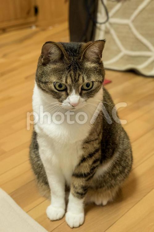うつむき加減の猫 茶トラ,ペット,おとなしいの写真素材