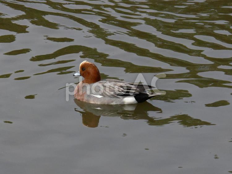 公園の池をすいすい泳ぐオスのヒドリガモ ヒドリガモ,鳥,野鳥の写真素材
