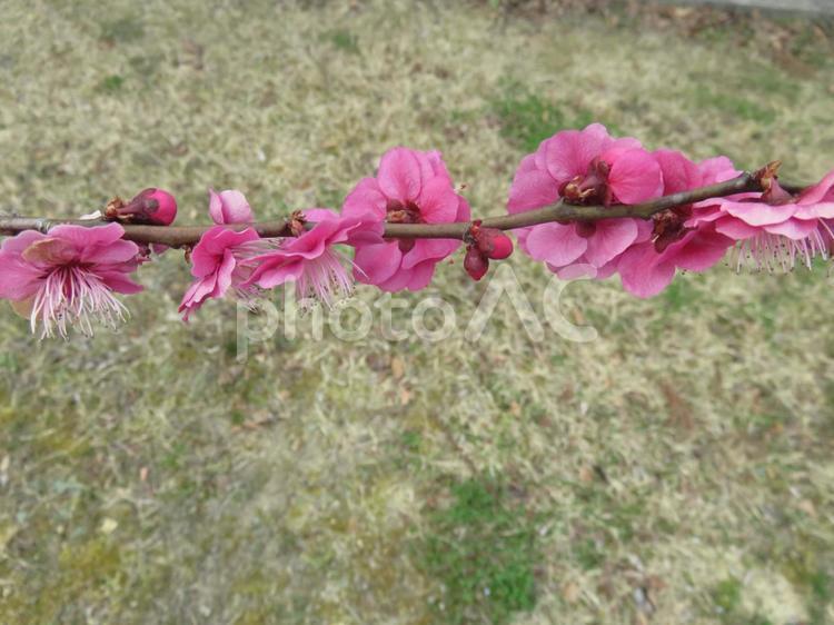 枝にいっぱいついた紅梅の花 梅,紅,赤いの写真素材