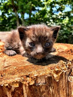 切り株にのる子猫 ねこ,ネコ,生き物の写真素材