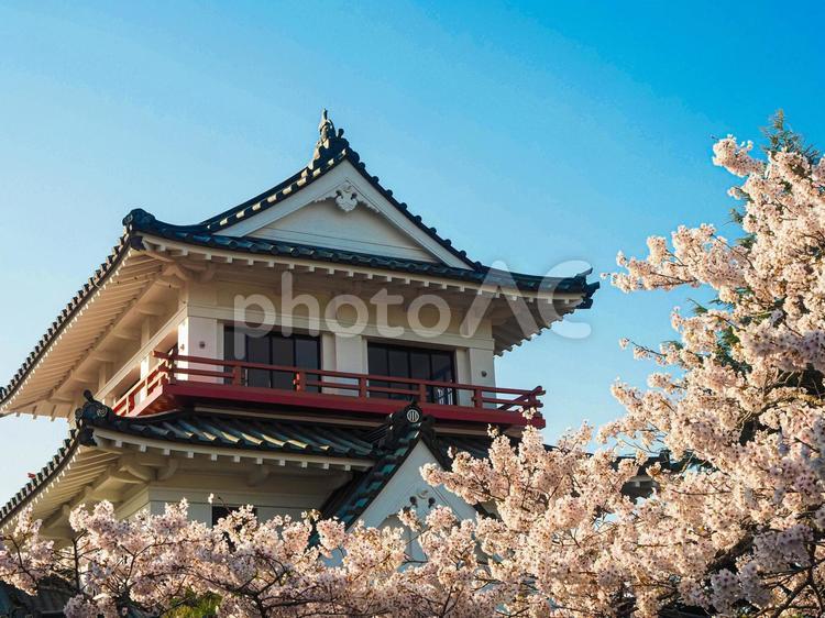 城山公園の桜まつり 城,天守閣,石垣の写真素材