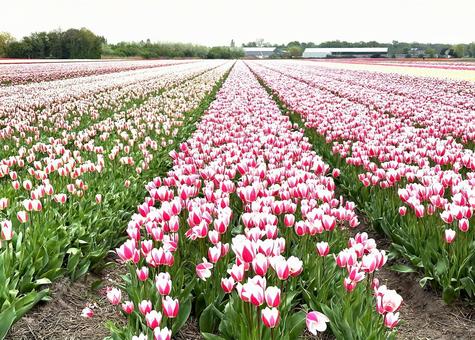 Tulip fields in Noordwijkerhout, JPG Tulip fields in Noordwijkerhout, JPG