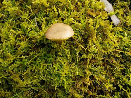 きのこと苔 きのこと苔の写真