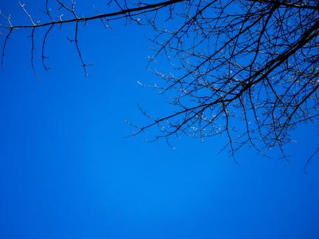 枯れ木と青い冬の空 背景,冬,枯れ木の写真素材