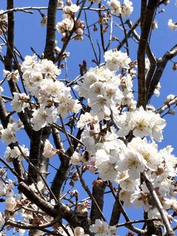 桜と青空_20250405_02 桜,春,花の写真素材