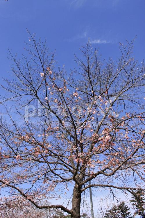 青空と梅のき 梅,うめ,春の写真素材
