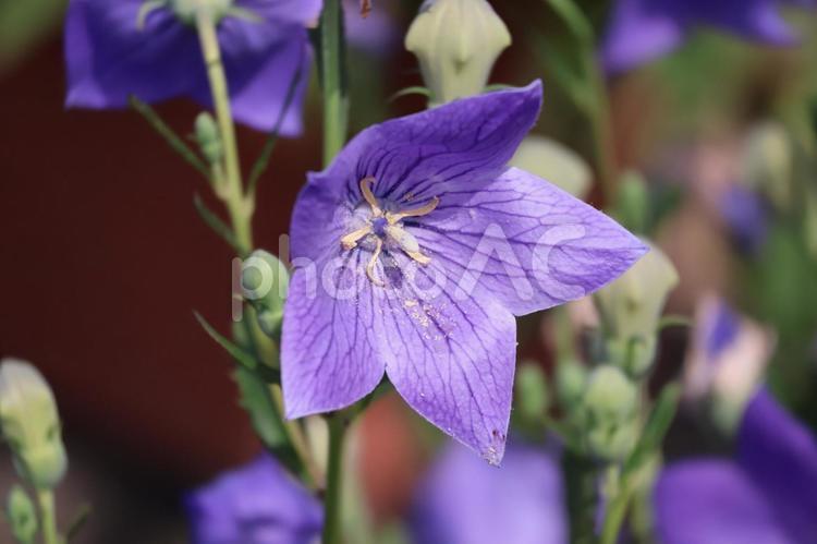 紫色の花びらの桔梗の花のアップ 紫色,花びら,桔梗の写真素材
