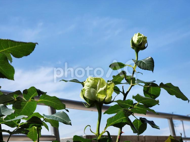 わかな3 園芸,薔薇,ガーデニングの写真素材
