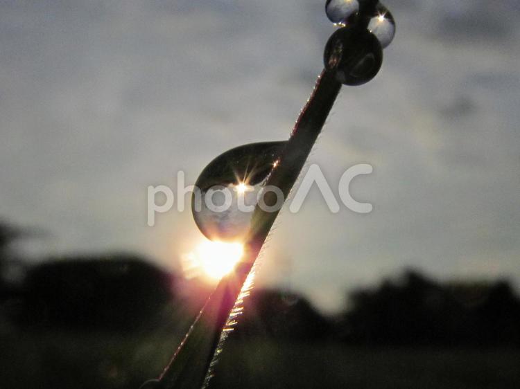 水滴と緑の葉と朝日（Water drops） 水滴,すいてき,しずくの写真素材