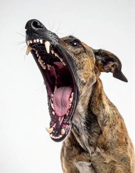 大きく口を開ける犬 大きく口を開ける犬の写真