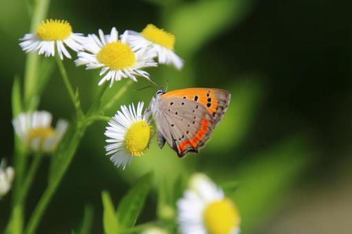 Photo, bennisimi, butterfly, small butterfly, 