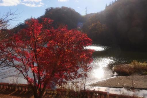 紅葉 紅葉,湖,ダム湖の写真素材