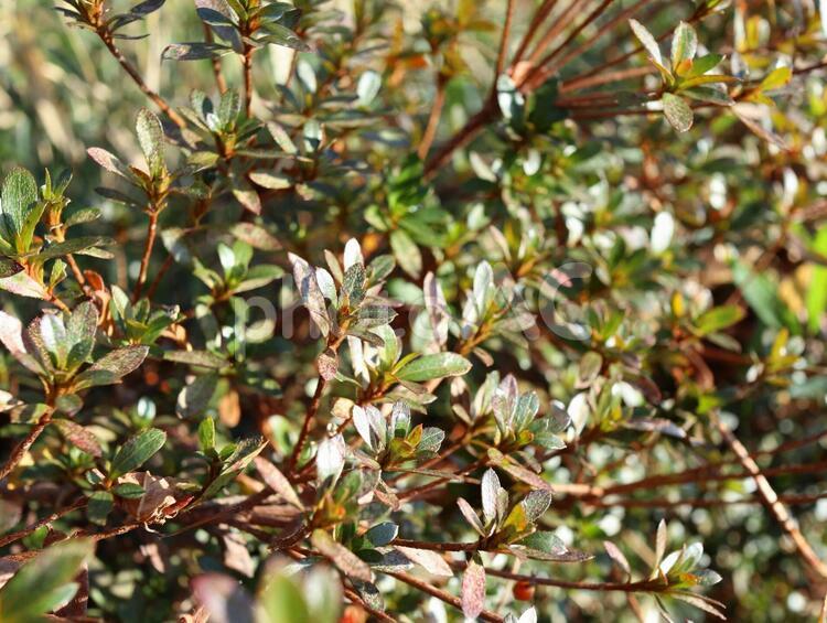 冬の生垣 葉っぱ,葉,植物の写真素材