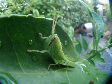 ツチイナゴの幼虫 ツチイナゴ,幼虫,緑の写真素材