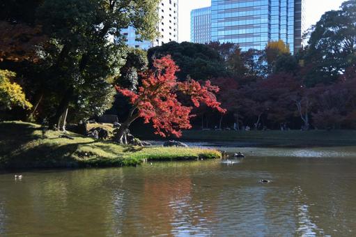 小石川後楽園の風景 小石川後楽園の風景の写真