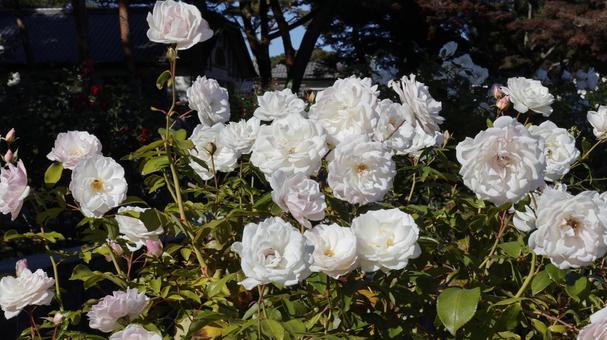 【花の写真】ばらの花 rose,植物,園芸の写真素材