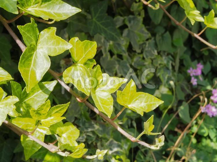 ツタ植物（アイビー）の葉 アイビー,ツタ,緑の写真素材