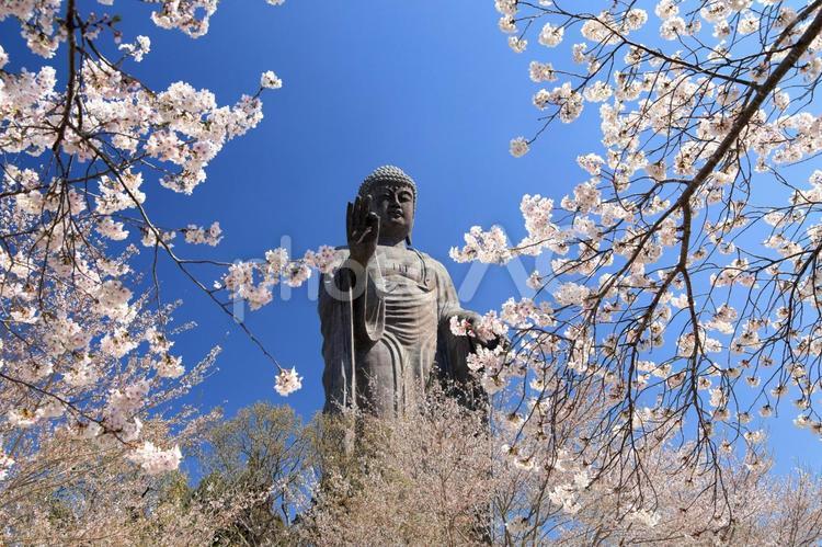桜の花に囲まれた牛久大仏 牛久大仏,牛久阿弥陀大仏,牛久市の写真素材