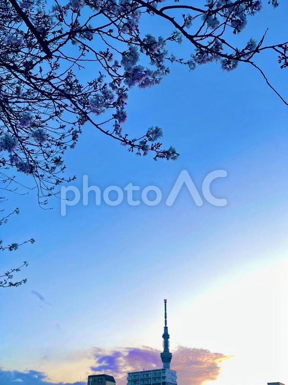 夕暮れ時の桜とスカイツリー 桜,サクラ,花の写真素材