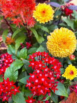 かわいい秋の花 花,秋,風景の写真素材