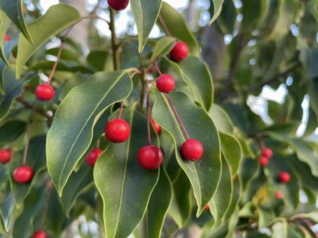 ソヨゴの実 赤,そよご,ソヨゴの写真素材