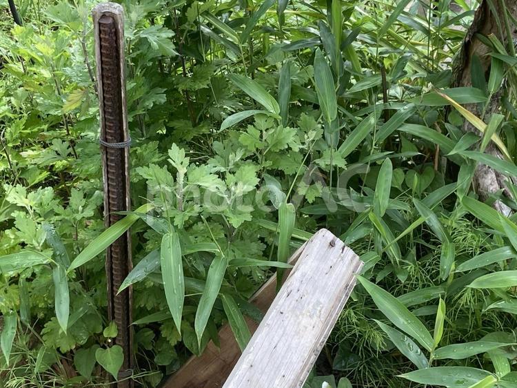鉄筋と型板と雑草 鉄筋,型板,雑草の写真素材