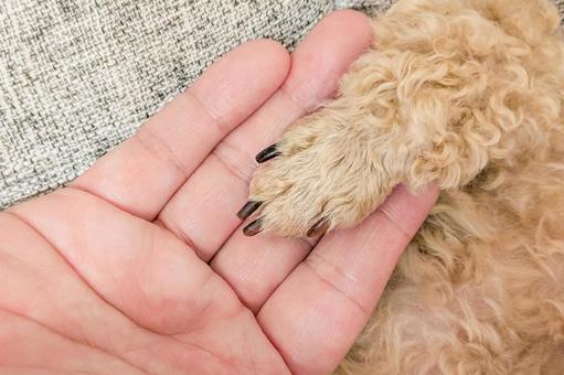 お手をするトイプードル お手をするトイプードル 犬,お手,おての写真素材
