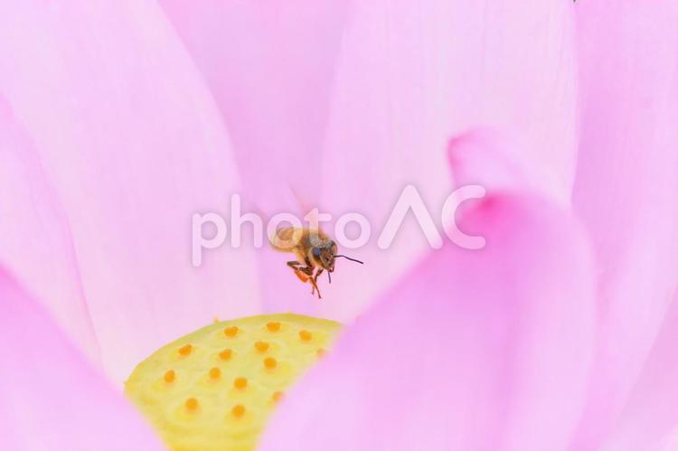 ピンク色の蓮の花の中を飛翔するミツバチ 蓮の花,ミツバチ,ピンク色の写真素材