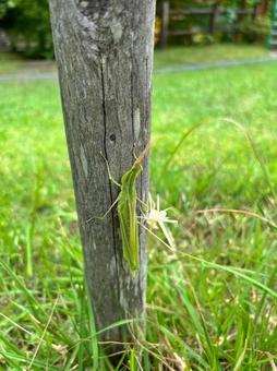 I found a grasshopper resting on a tree, JPG