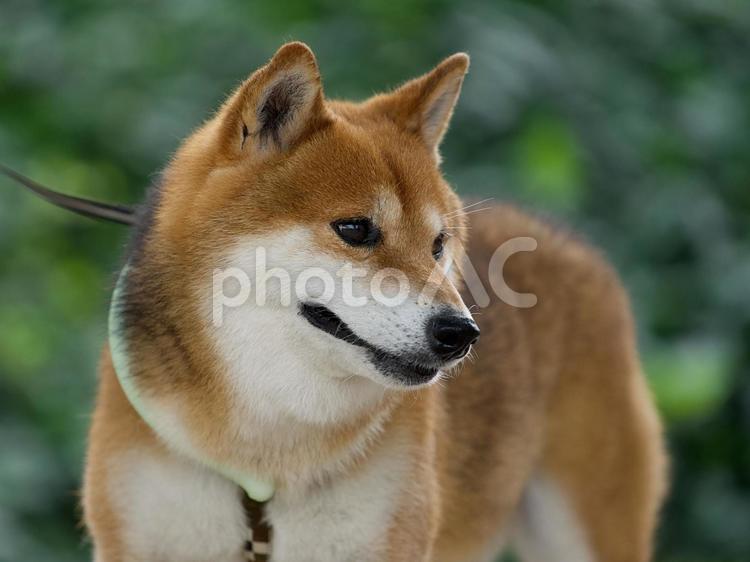 ワンコの顔（柴犬） 犬,柴犬,可愛い犬の写真素材