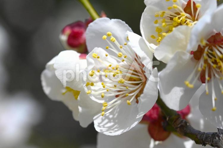 梅林公園　梅の花 梅,花,梅林の写真素材