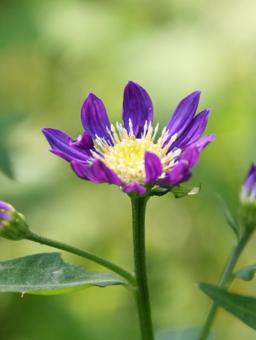 ミヤコワスレ・都忘れ ミヤコワスレ・都忘れ 草花,クローズアップ,素朴の写真素材