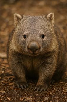 自然にたたずむウォンバットの写真