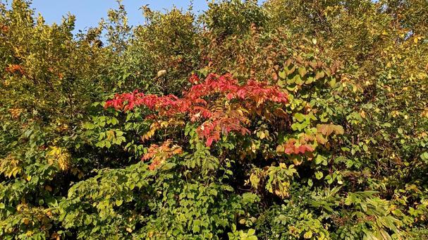 紅葉の始まり 紅葉の始まりの写真