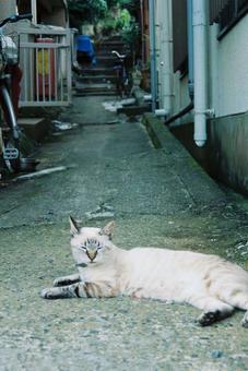 路地裏の猫(フィルム写真) 路地裏の猫(フィルム写真)の写真