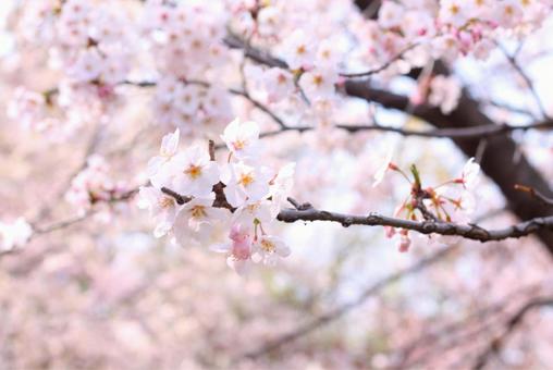 さくら さくらの写真