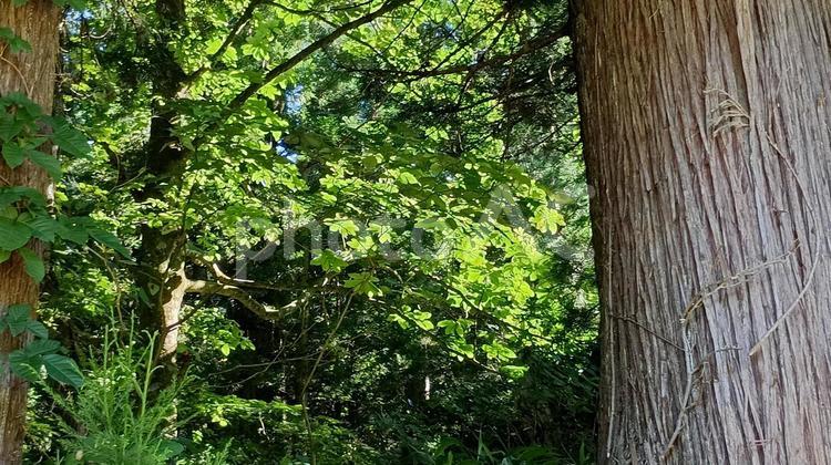 そびえたつ木々の下を歩く 木,木漏れ日,自然風景の写真素材