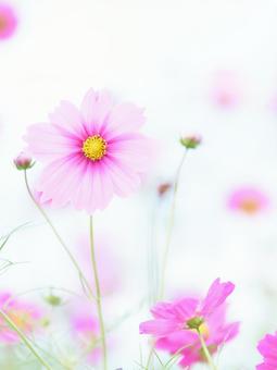 ハイキー白背景ピンク色のコスモスの花 ハイキー白背景ピンク色のコスモスの花 コスモス,花,ハイキーの写真素材