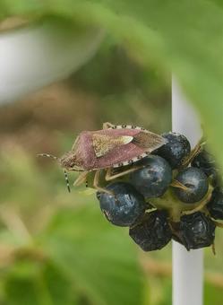 ブチヒゲカメムシ ブチヒゲカメムシ ブチヒゲカメムシ,カメムシ,害虫の写真素材