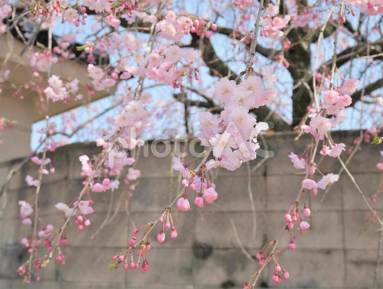 しだれ桜 桜,サクラ,さくらの写真素材