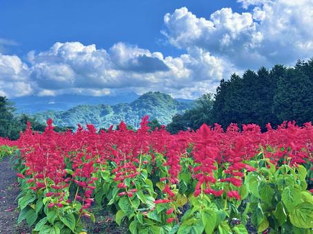 サルビア サルビア,花畑,景色の写真素材