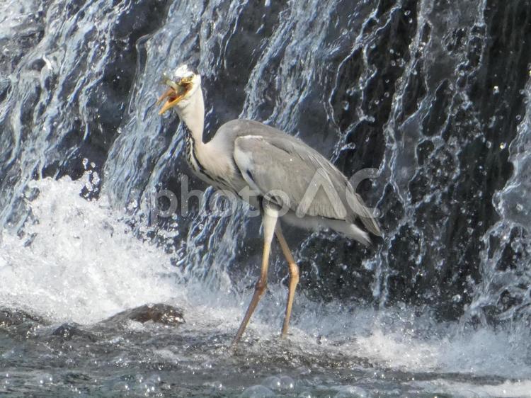 魚を呑み込んでいるアオサギ 鳥,野鳥,アオサギの写真素材