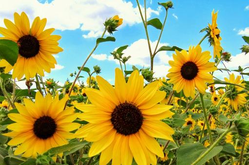 夏イメージひまわりの花 夏イメージひまわりの花 ひまわり,太陽,向日葵の写真素材