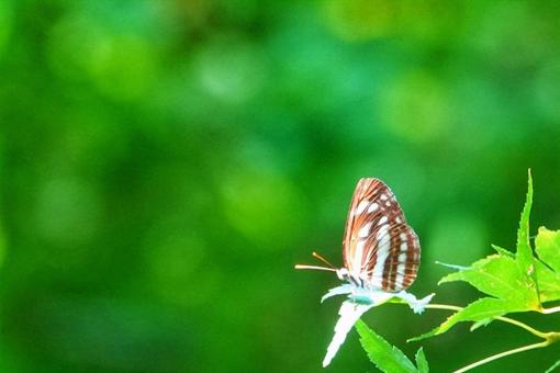 煌めきの中で3の写真