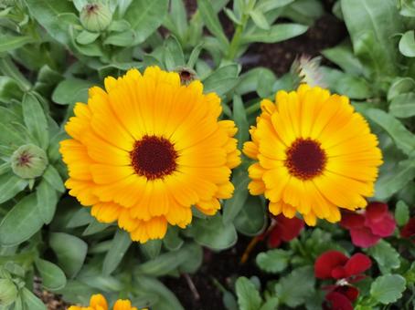 オレンジの花のアップ オレンジの花のアップ 自然,花,アップの写真素材