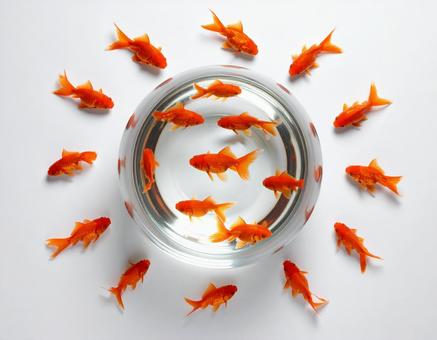 金魚 金魚の写真