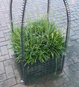 花 花の写真