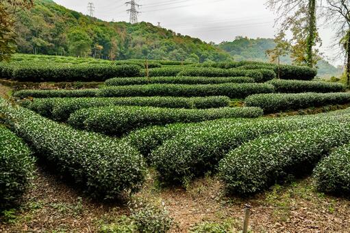 杭州・九溪 龍井茶 茶畑 九溪,龍井茶,茶畑の写真素材