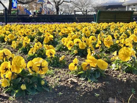 公園に咲く黄色いパンジー 公園に咲く黄色いパンジーの写真