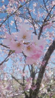 桜 桜の写真
